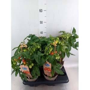 Solanum lycopersicum   ...