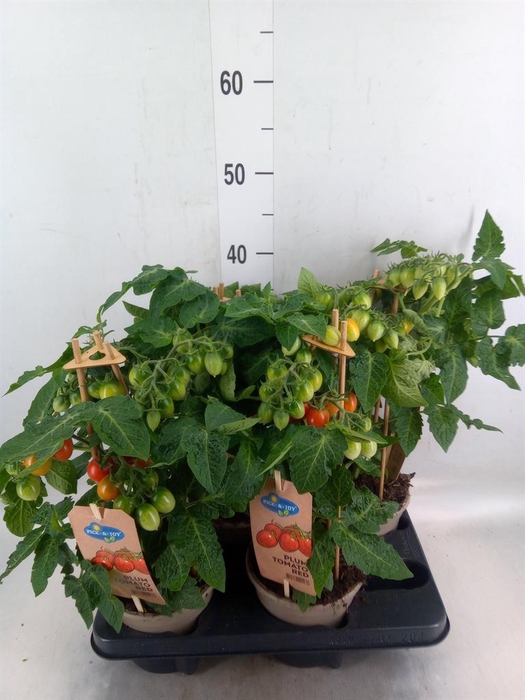 <h4>Solanum lycopersicum   ...</h4>