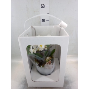 Phalaenopsis   ...white