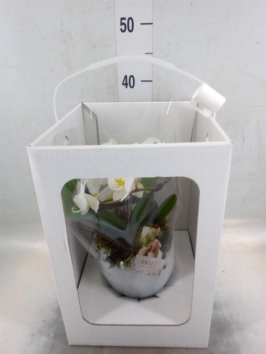 <h4>Phalaenopsis   ...white</h4>