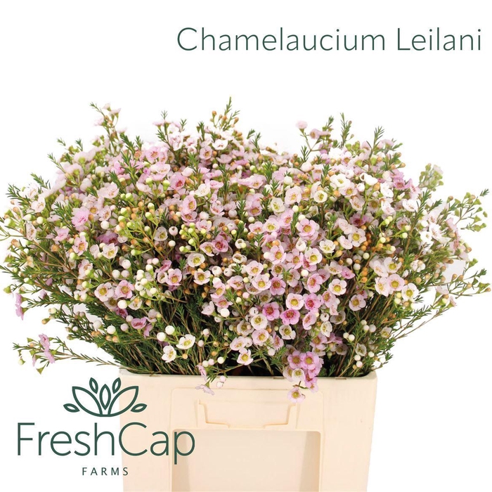 <h4>CHAMELAUCIUM  'LEILANI'</h4>
