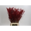 Bromelia Red Paloma