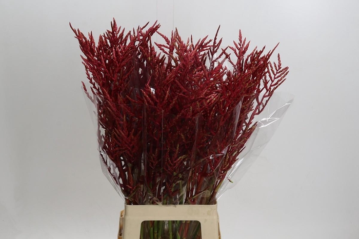 <h4>Bromelia Red Paloma</h4>