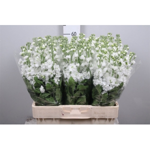 Matth Centum White