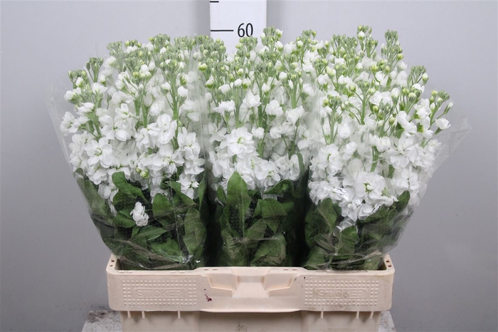 Matth Centum White