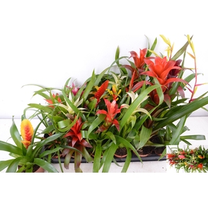 BROMELIA GEM 15 SRT