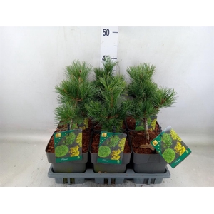 Pinus parviflora 'Negishi'