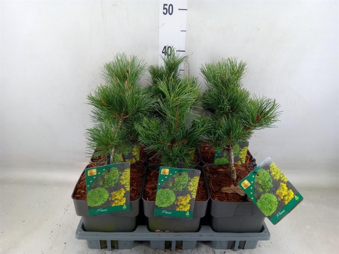 <h4>Pinus parviflora 'Negishi'</h4>