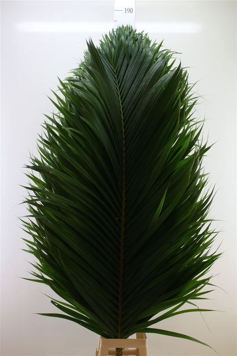 <h4>Cane Palm 160cm</h4>