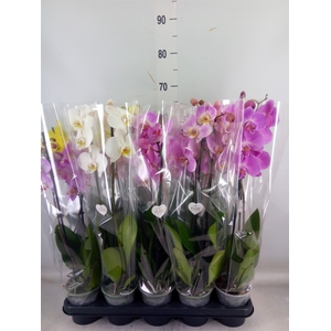 Phalaenopsis   ...mix