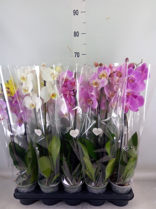 <h4>Phalaenopsis   ...mix</h4>