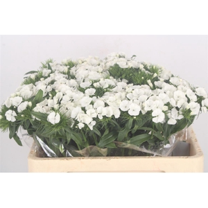 Di Barb Breanthus Duke White