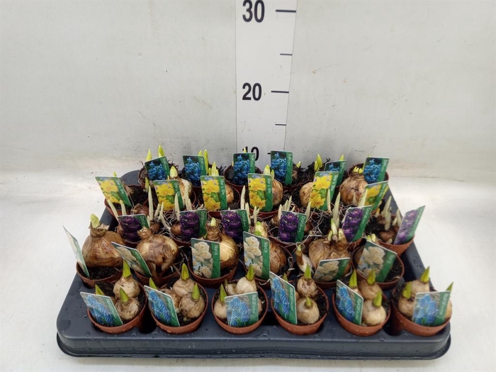 <h4>Bolbloemen ...mix</h4>