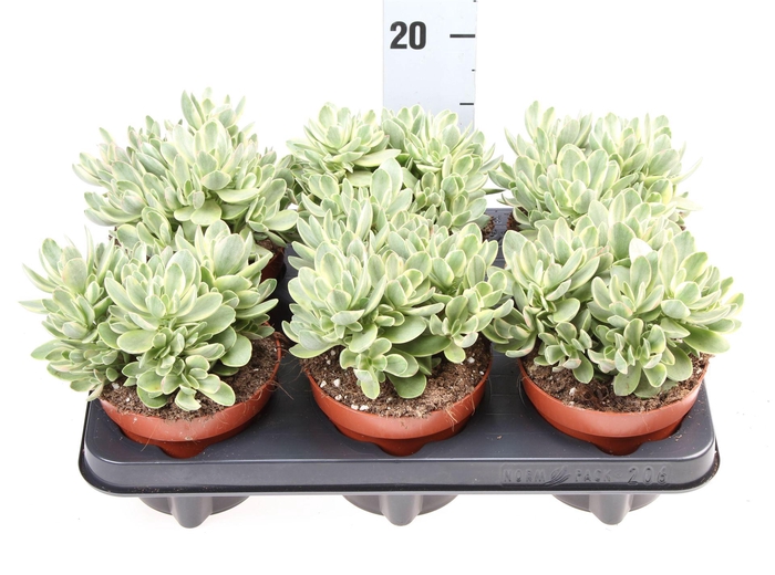 <h4>Crassula ...</h4>