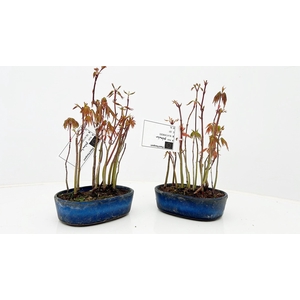 Acer palmatum, group, pot 11cm.