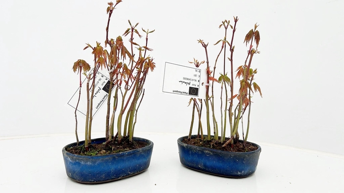 <h4>Acer palmatum, group, pot 11cm.</h4>