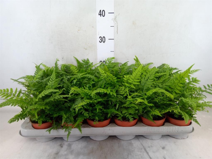 <h4>Athyrium   ...</h4>