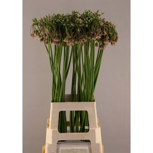 NECT SICULUM BULGAR