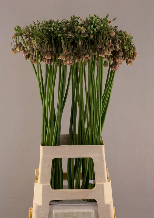 <h4>NECT SICULUM BULGAR</h4>