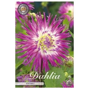 Dahlia Veritable x1