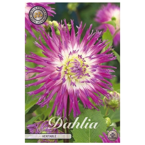 <h4>Dahlia Veritable x1</h4>