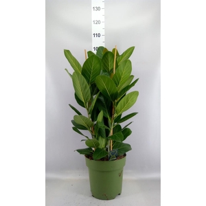 Ficus benghalensis 'Audrey'