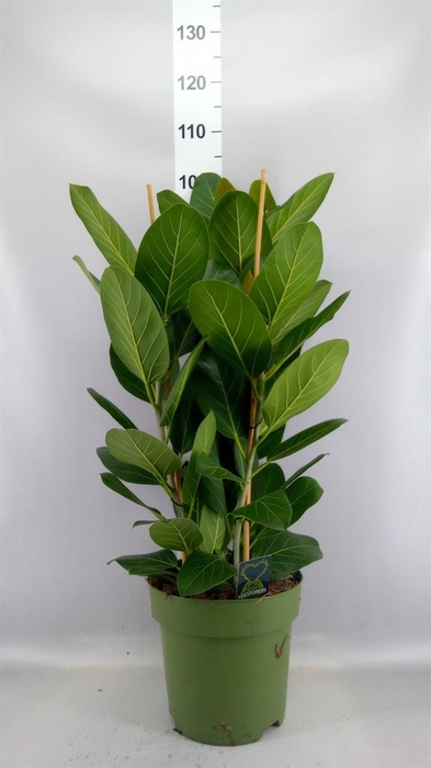 <h4>Ficus benghalensis 'Audrey'</h4>
