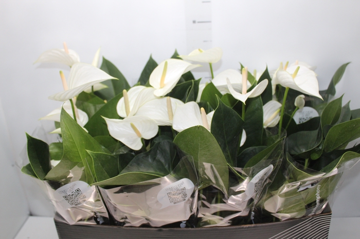 <h4>ANTHURIUM WHITE WINNER P15 BRANCO</h4>