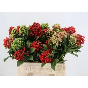 SKIMMIA BERRY GREEN/RED BS