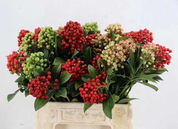 <h4>SKIMMIA BERRY GREEN/RED BS</h4>