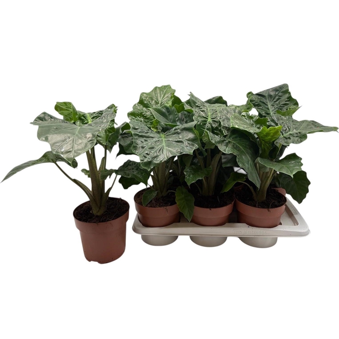 <h4>ALOC LOW RIDER</h4>