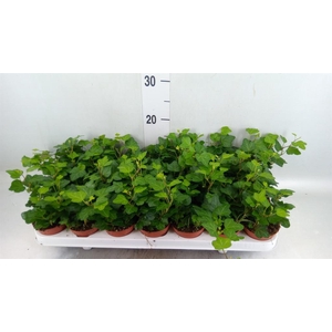 Hedera helix 'Wonder'