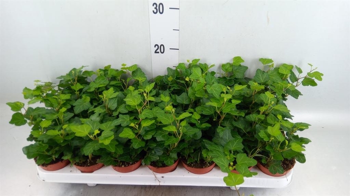 <h4>Hedera helix 'Wonder'</h4>