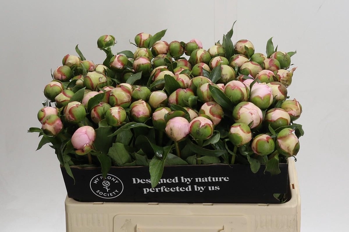 <h4>Paeonia Noemi Demay</h4>