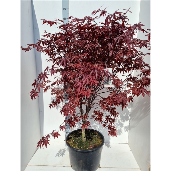 <h4>Acer palmatum 'Red Emperor'</h4>
