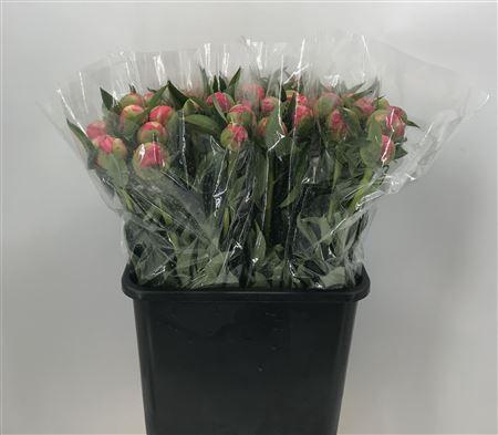 <h4>Paeo Coral Charm</h4>