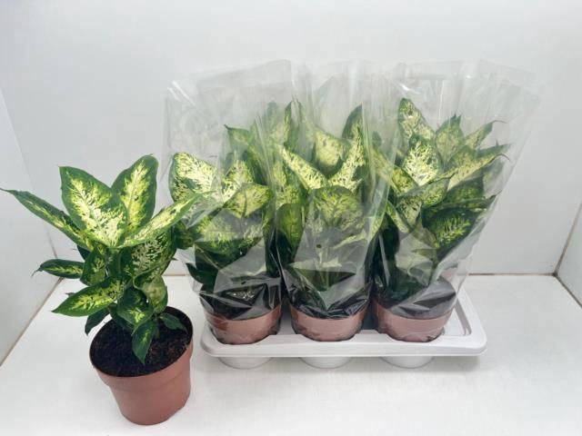 <h4>DIEFF COMPACTA</h4>