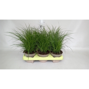 Carex brunnea