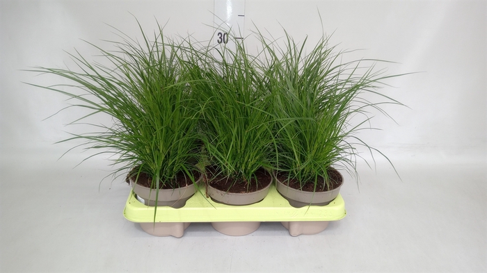 <h4>Carex brunnea</h4>