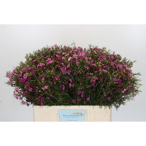 Chamelaucium Eden
