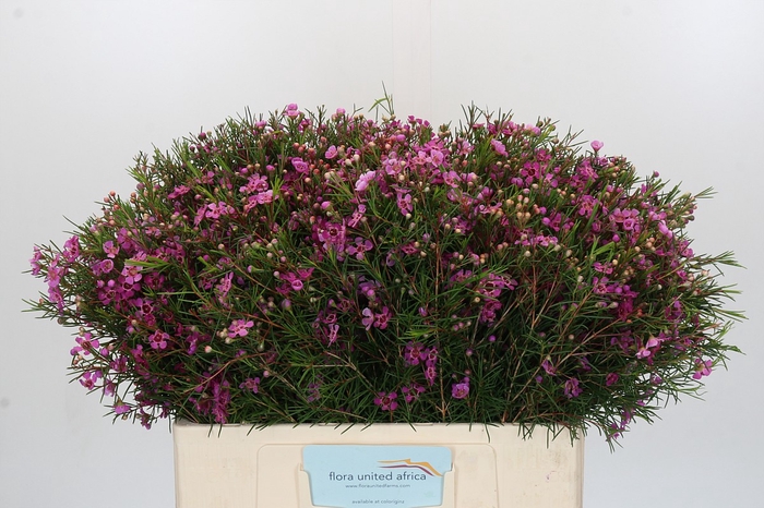 <h4>Chamelaucium Eden</h4>
