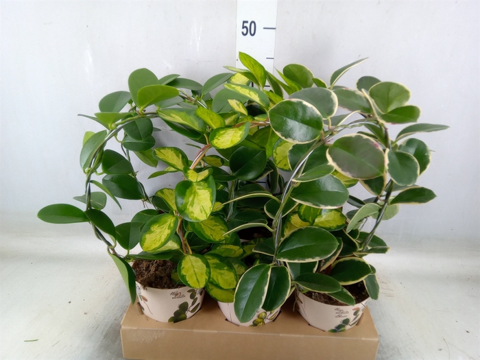 <h4>Hoya   ...mix</h4>