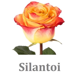 R Gr Silantoi