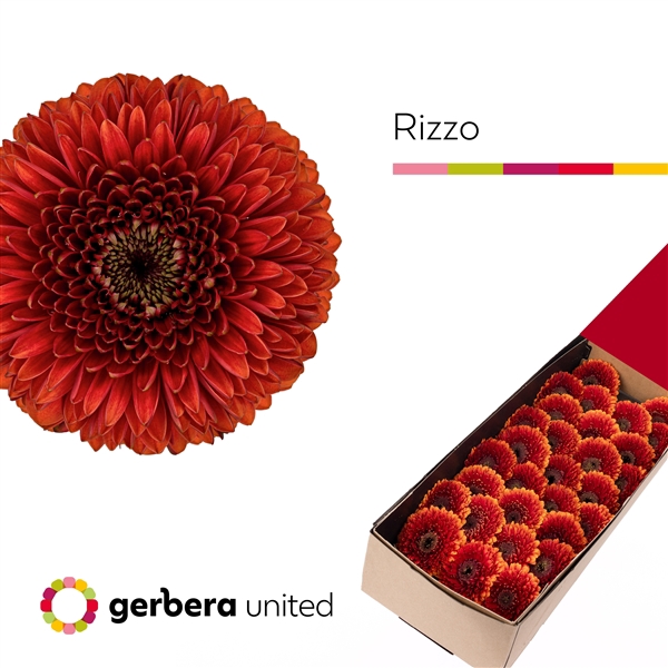 <h4>Ge Mi Pomponi Rizzo Box United</h4>