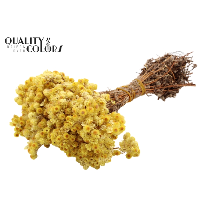 <h4>Immortelle per bunch Natural</h4>