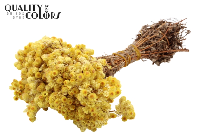 Immortelle per bunch Natural