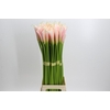 Zantedeschia Eydolls Salmon