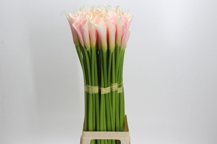 <h4>Zantedeschia Eydolls Salmon</h4>