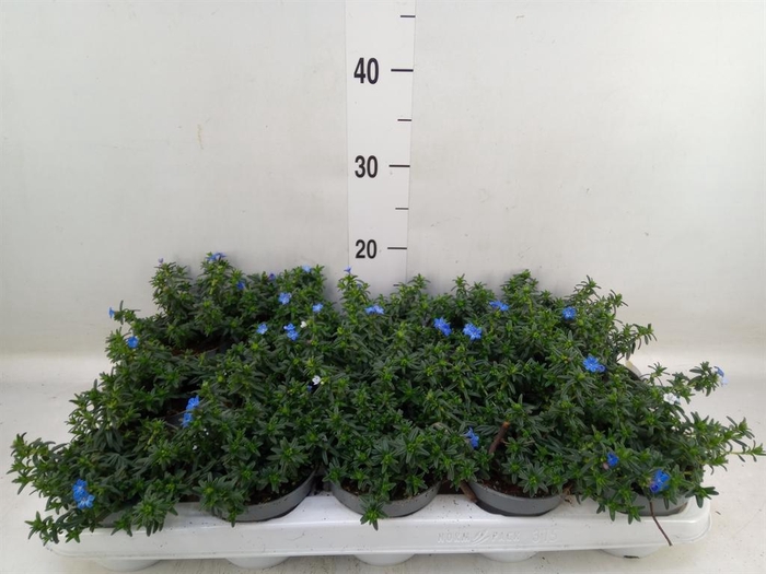 <h4>Glandora diffusa</h4>