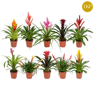 Bromelia Adventure 10 soorten Gemengd (Met Hoes)